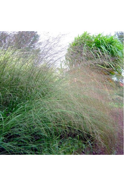 Молінія Фонтейн купити